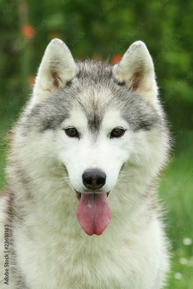 magnifique portrait du husky sibérien magnifique portrait du husky sibérien