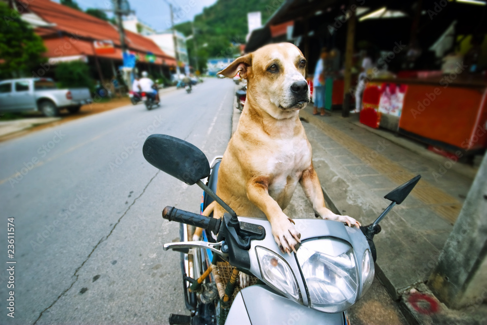 Dog driver. The dog sits on a moped, protects a scooter