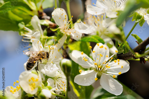 Working Bee photo