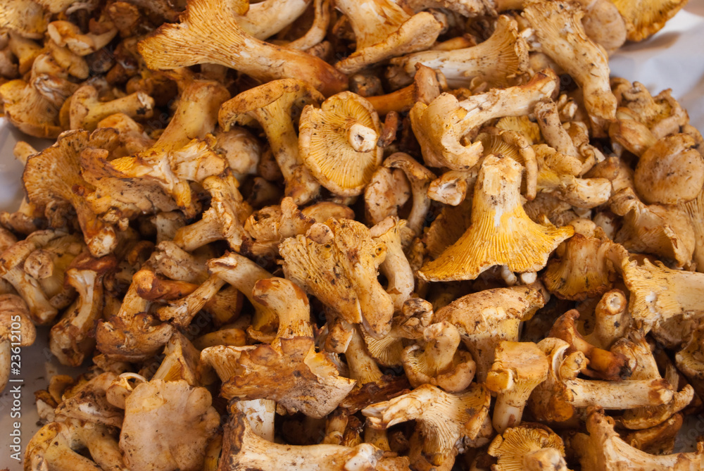 funghi funghi