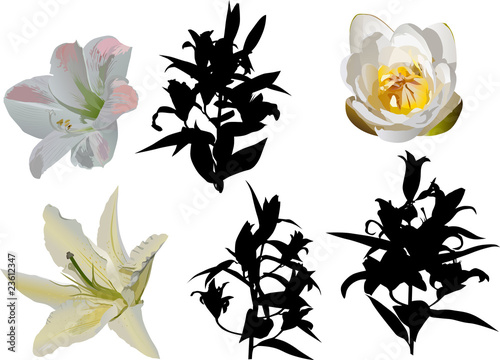 lily flowers set