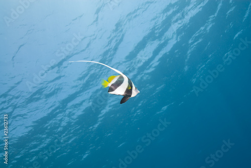 One tropical Bannerfish, blue background. photo