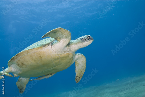 Adult female green turtle, swimming.