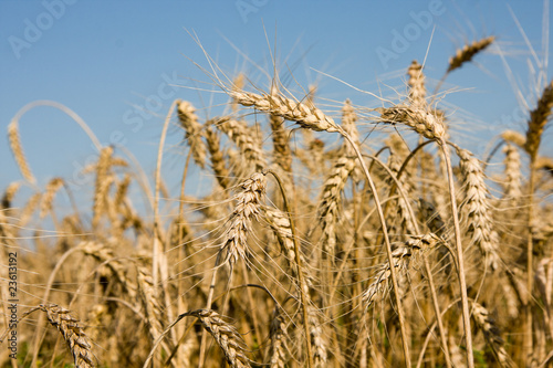Closeup of ripe wheat ears on field