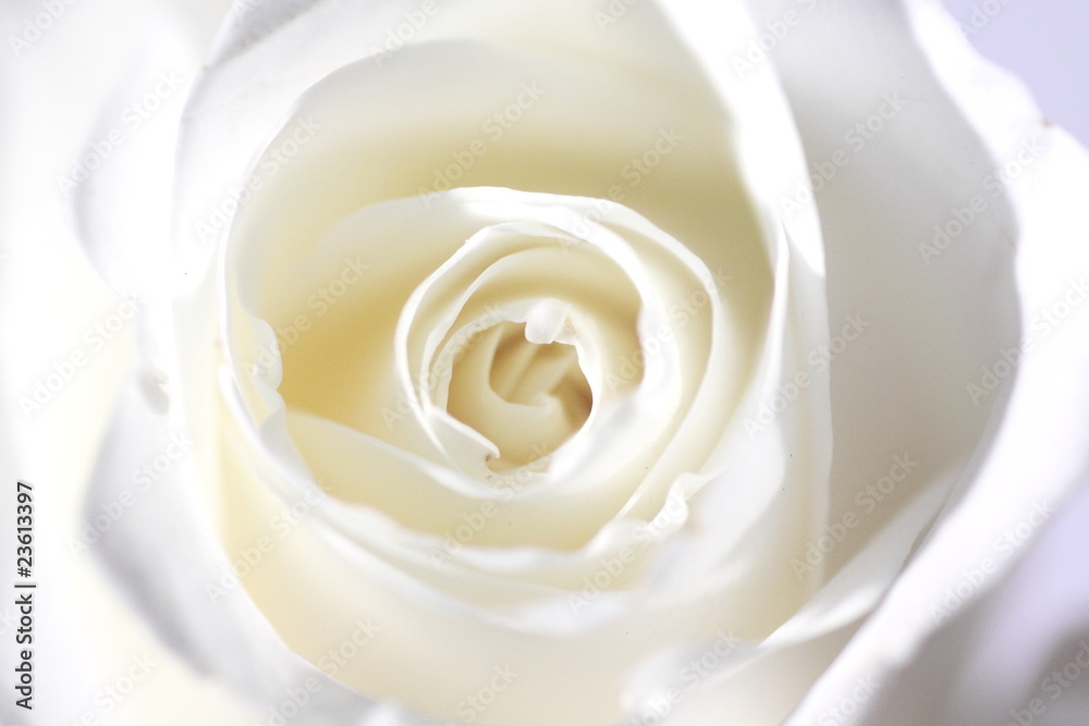 Weiße Rose Weiße Rose