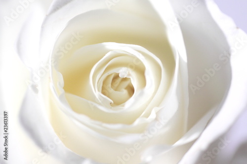 Weiße Rose photo