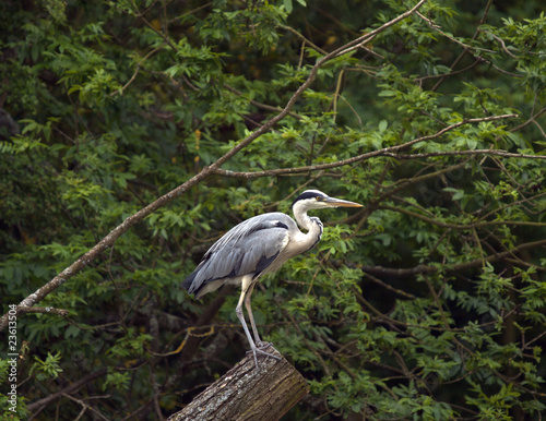 Heron