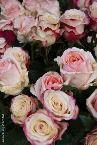 rose rosa © Giulio