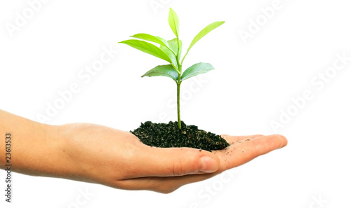 Limone cresce sulla mano