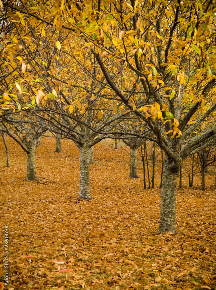 Autumn Leaves On Orange Orchard