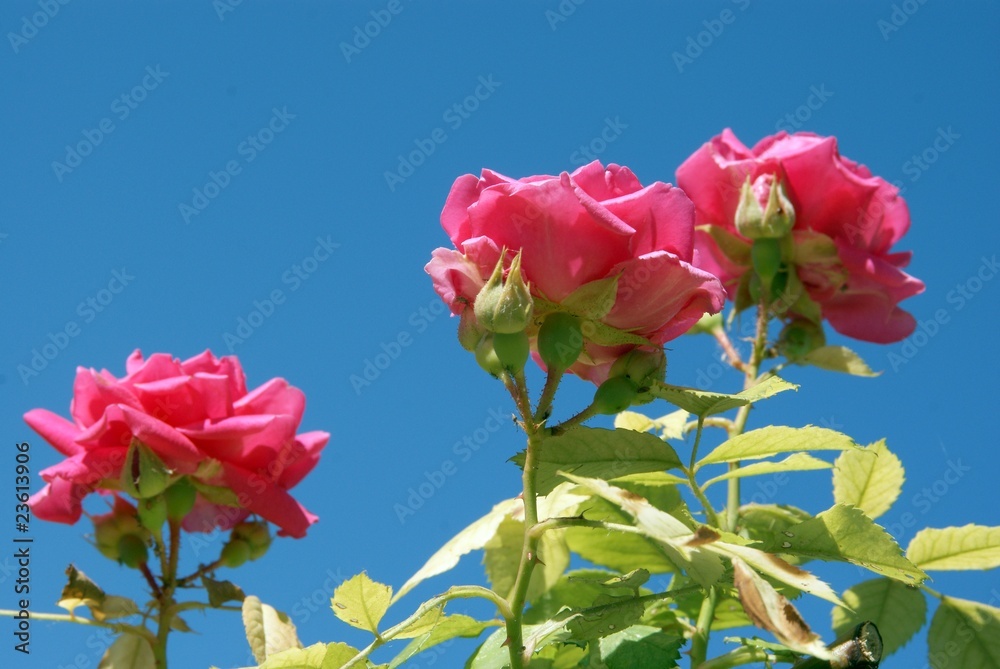pink roses pink roses