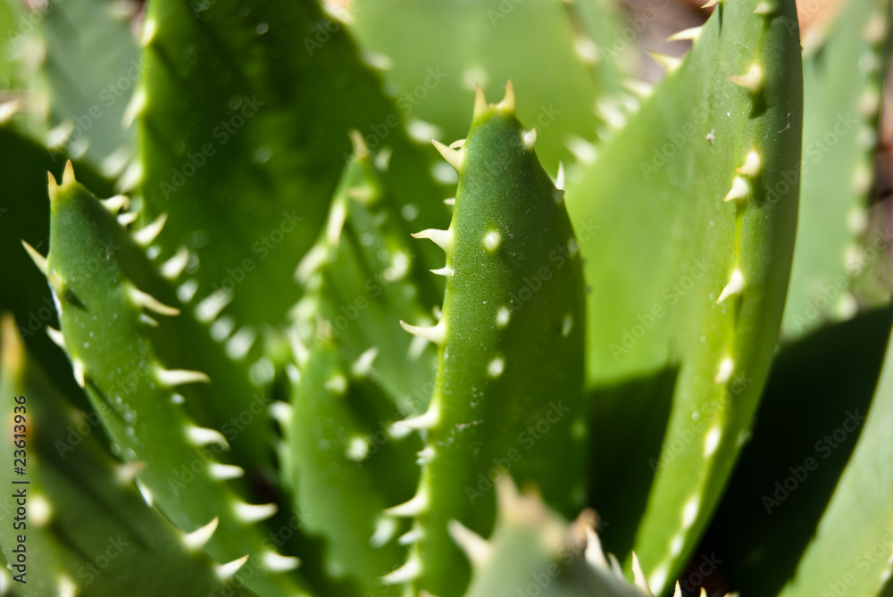 cactus cactus