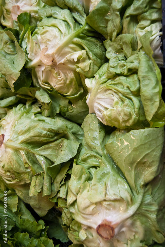 Fototapeta premium insalata