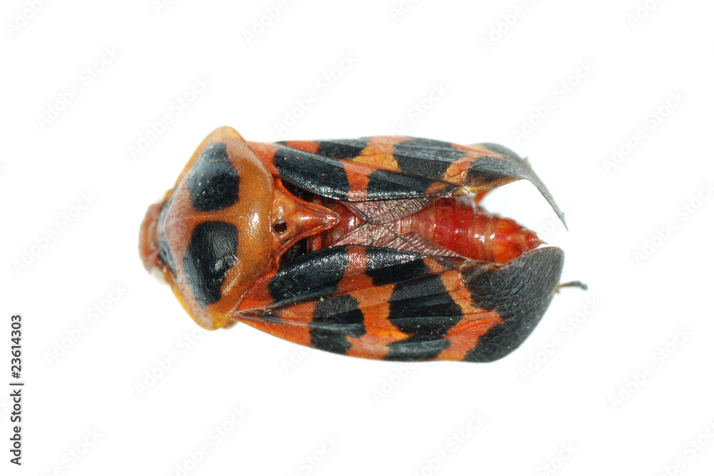 Fototapeta premium tiny insect red cicada