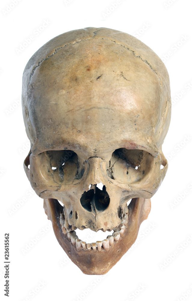 Obraz premium Skull.