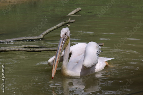 Pélican
