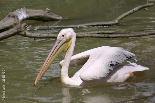 Pélican
