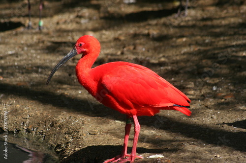 Ibis rouge