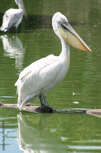 Pélican blanc