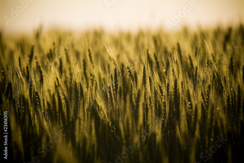Field Of Grain In Countryside