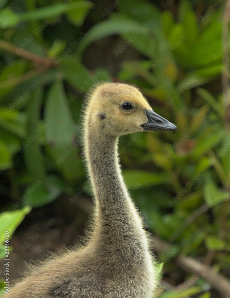 Fototapeta premium Gosling