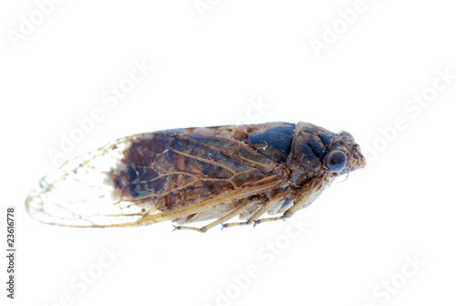 insect cicada macro isolated