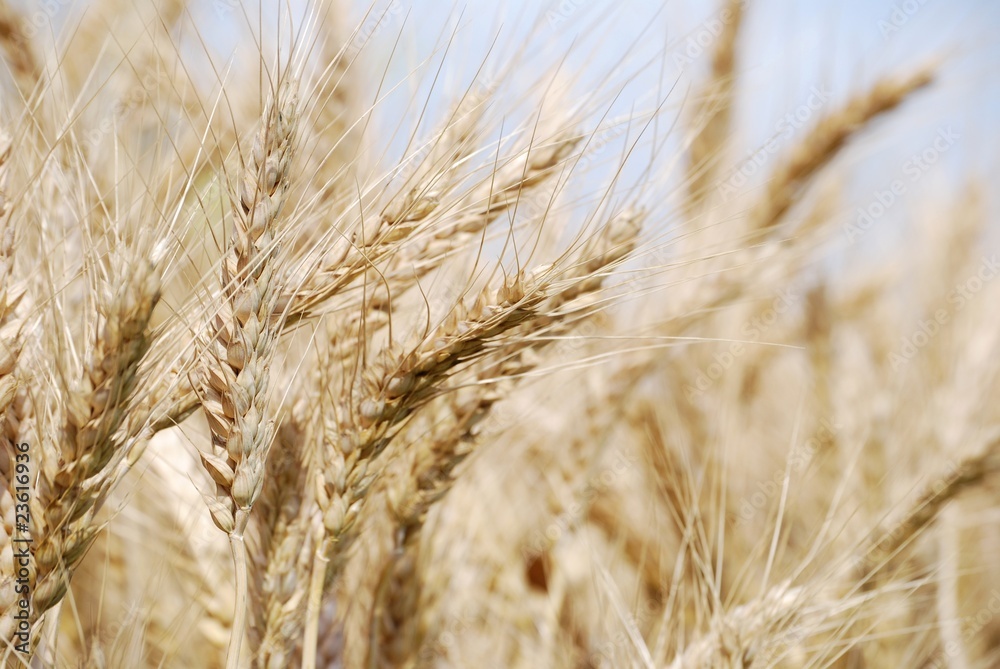 Fototapeta premium grano