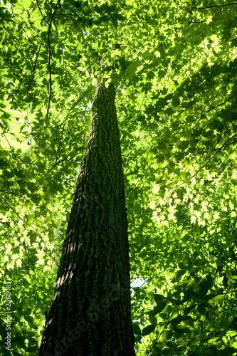 Photos Forest