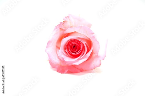 Fototapeta Naklejka Na Ścianę i Meble -  Close up of pink rose.