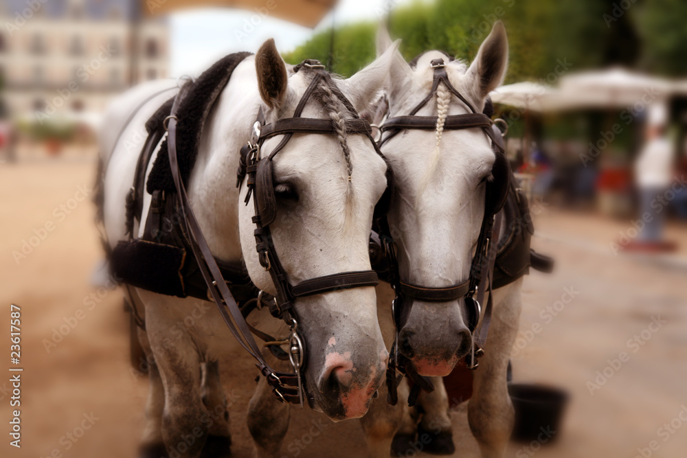 Obraz premium cavalli