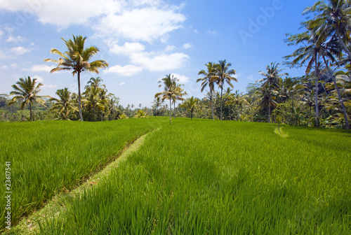 Kind on rice terraces, Bali, Indonesia