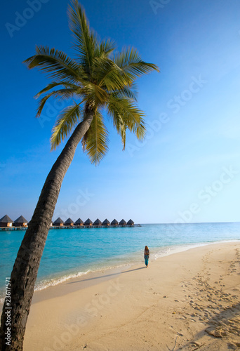 Palm tree on background of ocean and silhouette of girl