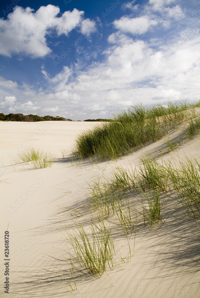 Coastal Sand Dunes