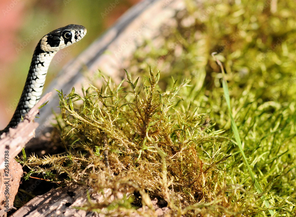 Fototapeta premium Ringelnatter