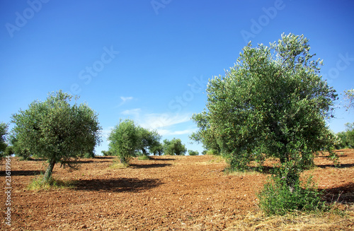 Olives tree at Portugal, Alentejo region