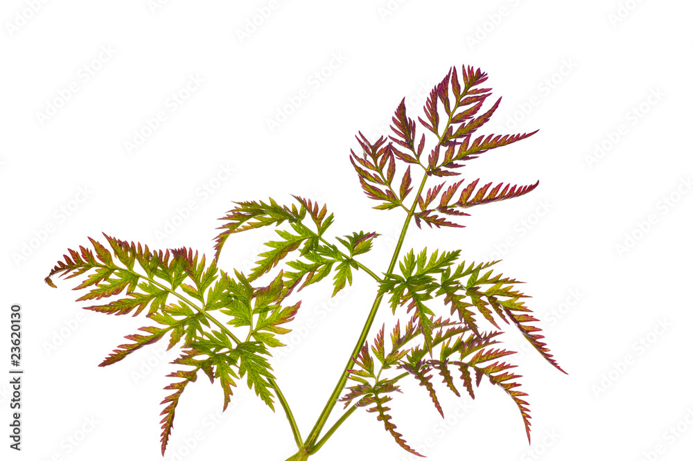 Naklejka premium green and red isolated plan