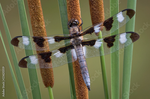 Dragonfly on cattails