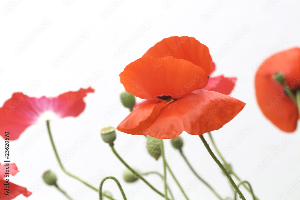 Obraz premium coquelicots