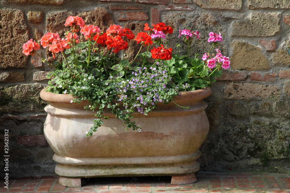 geranium in beautiful retro pottery pot, Tuscany