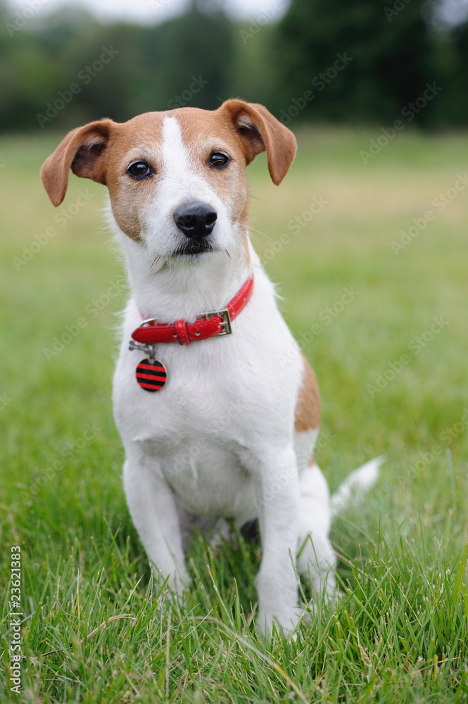 Parson Jack Russell Terrier sitting in a park