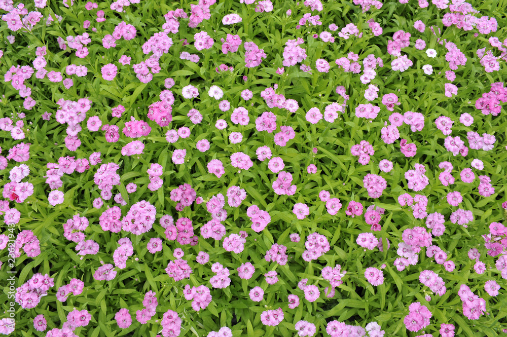 Naklejka premium Dianthus Telstar saumon