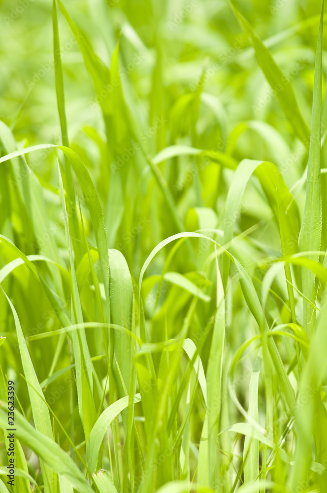 Fresh Lawn Before Mowing Fresh Lawn Before Mowing