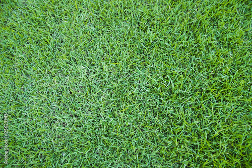 Photography Grass