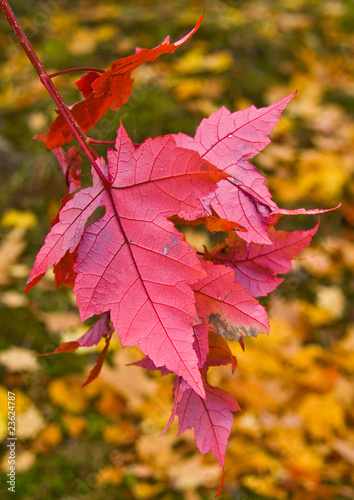 Beauty of fall