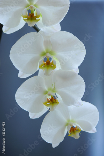 orchidea fiori 344