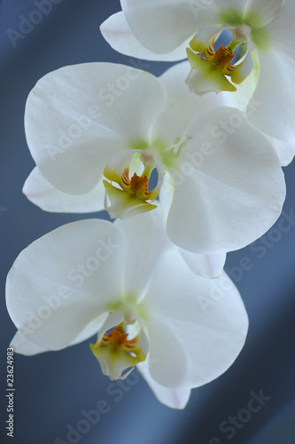 Fototapeta Naklejka Na Ścianę i Meble -  orchidea fiori 349