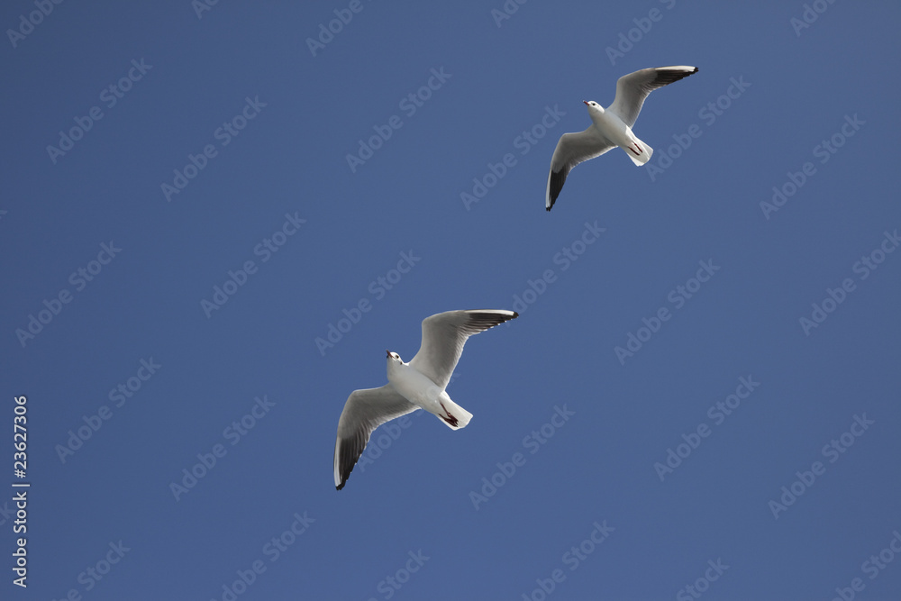 Obraz premium ２羽のカモメと青空