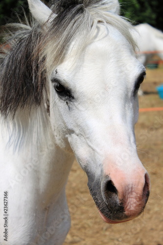 Portrait of a white pony