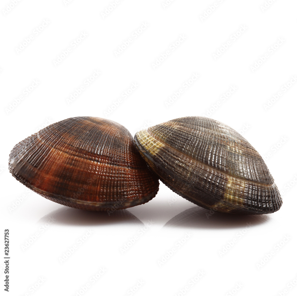 vongole veraci in fondo bianco