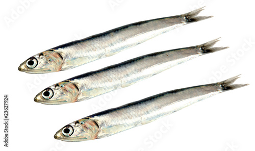 3 Sardine